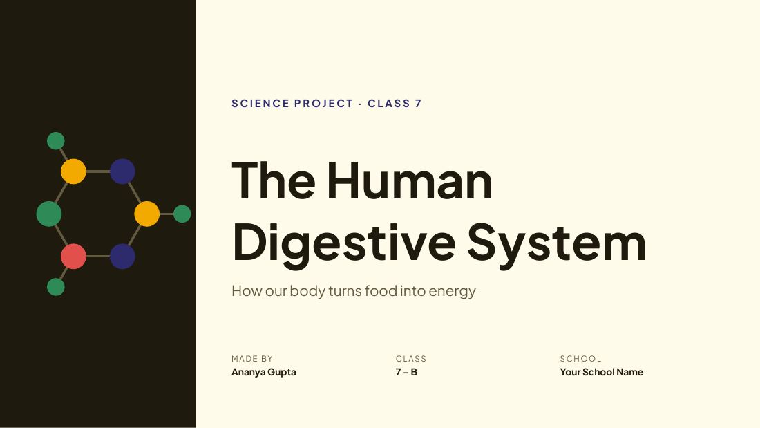 The Human Digestive System — cover slide